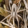 Diamond-backed spider - Thanatus formicinus | Fotografijos autorius : Lukas Jonaitis | © Macronature.eu | Macro photography web site