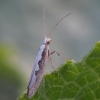 Diamondback moth - Plutella xylostella | Fotografijos autorius : Vytautas Gluoksnis | © Macronature.eu | Macro photography web site
