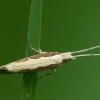 Diamondback moth - Plutella xylostella | Fotografijos autorius : Vidas Brazauskas | © Macronature.eu | Macro photography web site