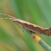 Diamondback moth - Plutella xylostella | Fotografijos autorius : Gintautas Steiblys | © Macronature.eu | Macro photography web site