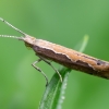 Diamondback moth - Plutella xylostella | Fotografijos autorius : Oskaras Venckus | © Macronature.eu | Macro photography web site