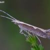 Diamondback moth - Plutella xylostella | Fotografijos autorius : Romas Ferenca | © Macronature.eu | Macro photography web site