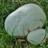 Didysis kukurdvelkis - Calvatia gigantea | Fotografijos autorius : Kęstutis Obelevičius | © Macrogamta.lt | Šis tinklapis priklauso bendruomenei kuri domisi makro fotografija ir fotografuoja gyvąjį makro pasaulį.