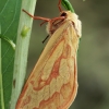 Didysis apyninis šakniagraužis - Hepialus humuli | Fotografijos autorius : Gintautas Steiblys | © Macrogamta.lt | Šis tinklapis priklauso bendruomenei kuri domisi makro fotografija ir fotografuoja gyvąjį makro pasaulį.