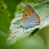 Didysis auksinukas | Fotografijos autorius : Saulius Drazdauskas | © Macrogamta.lt | Šis tinklapis priklauso bendruomenei kuri domisi makro fotografija ir fotografuoja gyvąjį makro pasaulį.