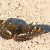 Didysis juodmargis - Limenitis populi | Fotografijos autorius : Dalia Račkauskaitė | © Macrogamta.lt | Šis tinklapis priklauso bendruomenei kuri domisi makro fotografija ir fotografuoja gyvąjį makro pasaulį.