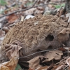 Didysis kukurdvelkis - Calvatia gigantea | Fotografijos autorius : Vytautas Gluoksnis | © Macrogamta.lt | Šis tinklapis priklauso bendruomenei kuri domisi makro fotografija ir fotografuoja gyvąjį makro pasaulį.