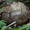 Didysis kukurdvelkis - Calvatia gigantea | Fotografijos autorius : Vytautas Gluoksnis | © Macrogamta.lt | Šis tinklapis priklauso bendruomenei kuri domisi makro fotografija ir fotografuoja gyvąjį makro pasaulį.