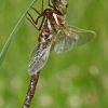 Didysis laumžirgis - Aeshna grandis  | Fotografijos autorius : Gintautas Steiblys | © Macrogamta.lt | Šis tinklapis priklauso bendruomenei kuri domisi makro fotografija ir fotografuoja gyvąjį makro pasaulį.