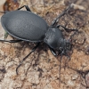 Didysis puošniažygis - Carabus coriaceus cerisyi | Fotografijos autorius : Gintautas Steiblys | © Macrogamta.lt | Šis tinklapis priklauso bendruomenei kuri domisi makro fotografija ir fotografuoja gyvąjį makro pasaulį.