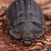 Didysis skydvabalis - Peltis grossa | Fotografijos autorius : Žilvinas Pūtys | © Macrogamta.lt | Šis tinklapis priklauso bendruomenei kuri domisi makro fotografija ir fotografuoja gyvąjį makro pasaulį.