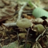 Mažasporė žalsvabudė - Simocybe centunculus | Fotografijos autorius : Vitalij Drozdov | © Macronature.eu | Macro photography web site