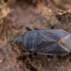 Dirt-colored seed bug - Drymus ryeii | Fotografijos autorius : Žilvinas Pūtys | © Macronature.eu | Macro photography web site