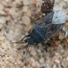 Dirt-colored seed bug - Drymus sylvaticus | Fotografijos autorius : Gintautas Steiblys | © Macronature.eu | Macro photography web site