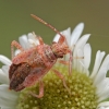 Dryžapilvės kampuotblakės - Rhopalus subrufus nimfa  | Fotografijos autorius : Gintautas Steiblys | © Macrogamta.lt | Šis tinklapis priklauso bendruomenei kuri domisi makro fotografija ir fotografuoja gyvąjį makro pasaulį.