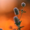 Dirvinis dobilas – Trifolium arvense | Fotografijos autorius : Agnė Našlėnienė | © Macrogamta.lt | Šis tinklapis priklauso bendruomenei kuri domisi makro fotografija ir fotografuoja gyvąjį makro pasaulį.
