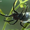 Diving bell spider - Argyroneta aquatica | Fotografijos autorius : Gintautas Steiblys | © Macronature.eu | Macro photography web site