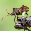 Dock Bug | Coreus marginatus | Fotografijos autorius : Darius Baužys | © Macronature.eu | Macro photography web site