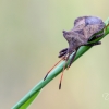 Arkliarūgštinė kampuotblakė | Coreus marginatus | Fotografijos autorius : Darius Baužys | © Macronature.eu | Macro photography web site