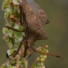 Dock Bug - Coreus marginatus  | Fotografijos autorius : Gintautas Steiblys | © Macronature.eu | Macro photography web site