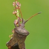 Dock Bug - Coreus marginatus  | Fotografijos autorius : Darius Baužys | © Macronature.eu | Macro photography web site