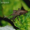 Dock Bug - Coreus marginatus  | Fotografijos autorius : Romas Ferenca | © Macronature.eu | Macro photography web site