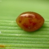 Dock Bug - Coreus marginatus, egg | Fotografijos autorius : Vidas Brazauskas | © Macronature.eu | Macro photography web site