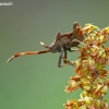 Arkliarūgštinė kampuotblakė - Coreus marginatus, nimfa | Fotografijos autorius : Darius Baužys | © Macronature.eu | Macro photography web site