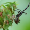 Dock Bug - Coreus marginatus, nymph | Fotografijos autorius : Vidas Brazauskas | © Macronature.eu | Macro photography web site