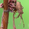 Dock Bug - Coreus marginatus, nymph | Fotografijos autorius : Vidas Brazauskas | © Macronature.eu | Macro photography web site
