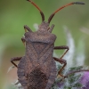 Dock Bug - Coreus marginatus | Fotografijos autorius : Žilvinas Pūtys | © Macronature.eu | Macro photography web site