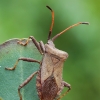 Dock Bug - Coreus marginatus | Fotografijos autorius : Gintautas Steiblys | © Macronature.eu | Macro photography web site