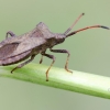 Dock Bug - Coreus marginatus | Fotografijos autorius : Darius Baužys | © Macronature.eu | Macro photography web site