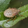 Dock leaf bug - Arma custos, nymph | Fotografijos autorius : Kazimieras Martinaitis | © Macronature.eu | Macro photography web site