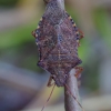 Dock leaf bug - Arma custos | Fotografijos autorius : Romas Ferenca | © Macronature.eu | Macro photography web site