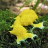 Dog vomit slime mold - Fuligo septica  | Fotografijos autorius : Agnė Kulpytė | © Macronature.eu | Macro photography web site