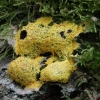 Dog vomit slime mold - Fuligo septica | Fotografijos autorius : Vytautas Gluoksnis | © Macronature.eu | Macro photography web site