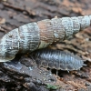 Door snail - Macrogastra ventricosa | Fotografijos autorius : Kazimieras Martinaitis | © Macrogamta.lt | Šis tinklapis priklauso bendruomenei kuri domisi makro fotografija ir fotografuoja gyvąjį makro pasaulį.