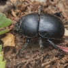 Dor Beetle - Thorectes sp. | Fotografijos autorius : Gintautas Steiblys | © Macrogamta.lt | Šis tinklapis priklauso bendruomenei kuri domisi makro fotografija ir fotografuoja gyvąjį makro pasaulį.