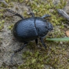Dor beetle - Typhaeus fossor ♀ | Fotografijos autorius : Žilvinas Pūtys | © Macronature.eu | Macro photography web site