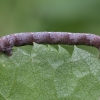 Dotted Border - Agriopis cf. marginaria, caterpillar | Fotografijos autorius : Žilvinas Pūtys | © Macronature.eu | Macro photography web site