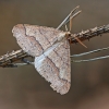 Dotted Border - Agriopis marginaria ♂ | Fotografijos autorius : Gintautas Steiblys | © Macronature.eu | Macro photography web site