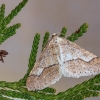 Dotted Border - Agriopis marginaria | Fotografijos autorius : Vaida Paznekaitė | © Macronature.eu | Macro photography web site