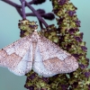 Dotted Border - Erannis marginaria = Agriopis marginaria | Fotografijos autorius : Vaida Paznekaitė | © Macronature.eu | Macro photography web site