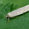 Dotted footman - Pelosia muscerda  | Fotografijos autorius : Gintautas Steiblys | © Macronature.eu | Macro photography web site