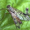 Paprastoji slankmusė - Rhagio scolopaceus | Fotografijos autorius : Kazimieras Martinaitis | © Macronature.eu | Macro photography web site