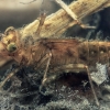 Skimmer - Libellulidae, larva | Fotografijos autorius : Gintautas Steiblys | © Macronature.eu | Macro photography web site