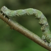 Drebulinis šeriasprindis - Biston strataria, vikšras | Fotografijos autorius : Gintautas Steiblys | © Macrogamta.lt | Šis tinklapis priklauso bendruomenei kuri domisi makro fotografija ir fotografuoja gyvąjį makro pasaulį.