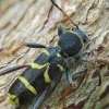 Drebulinis raštenis - Clytus arietis | Fotografijos autorius : Vidas Brazauskas | © Macrogamta.lt | Šis tinklapis priklauso bendruomenei kuri domisi makro fotografija ir fotografuoja gyvąjį makro pasaulį.