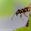 Drebulinis raštenis - Clytus arietis | Fotografijos autorius : Gediminas Gražulevičius | © Macrogamta.lt | Šis tinklapis priklauso bendruomenei kuri domisi makro fotografija ir fotografuoja gyvąjį makro pasaulį.